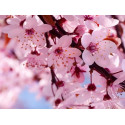 Essência Flor de Cerejeira Inspirada em Locci