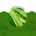 Óleo Essencial de CAPIM LIMÃO IMPORTADO (Lemongrass, Capim Cidreira)