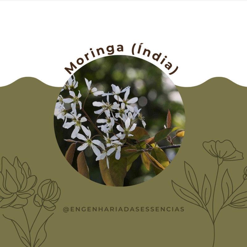 Óleo Vegetal de Moringa "genuíno Índia"