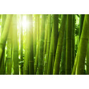 Essência Inspirada em Bamboo M Martan