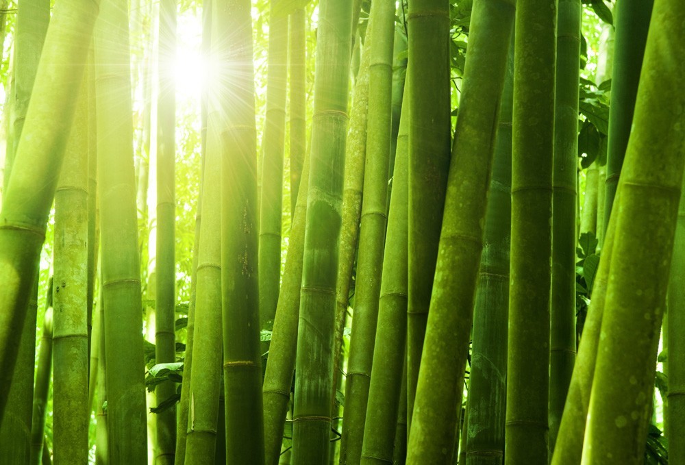 Essência Inspirada em Bamboo M Martan - Opção - Engenharia das Essências